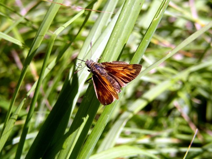 Hespérie